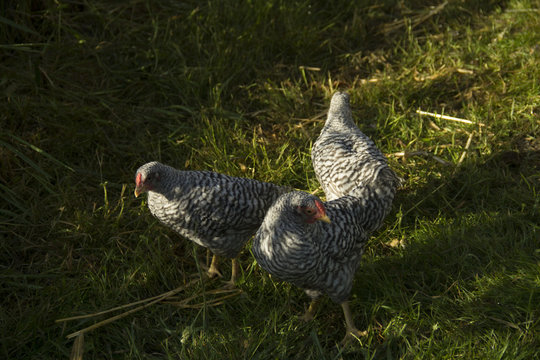 Three dappled hens hunting for food among the grass