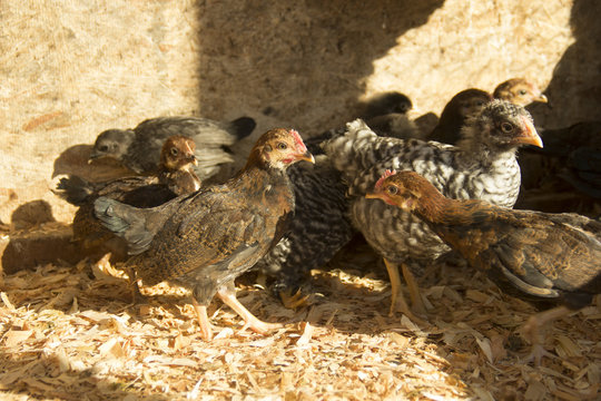 Flock of chicks huddled together as the sun rises