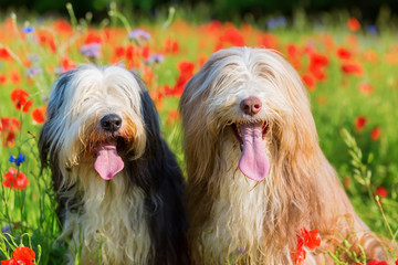 portrait of two bearded collies in a poppy field