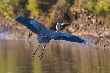 Great blue heron landing  in a North California marsh