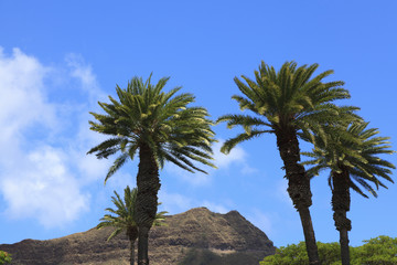 ナツメヤシとダイヤモンドヘッド