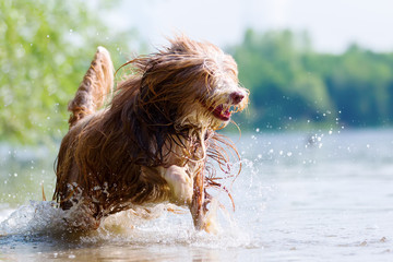 bearded collie running in a lake