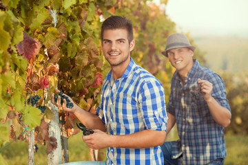 Portrait of two young grape harvesters working in the vineyard