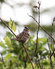 White-crowned Sparrow
