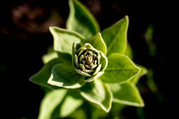 Green mullein plant rosette leaves in bright sunlight.