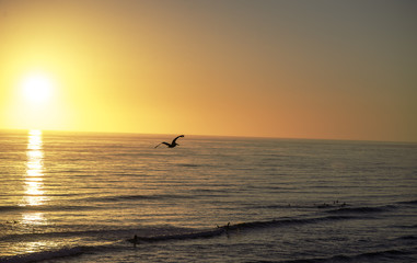 Pelican Sunset
