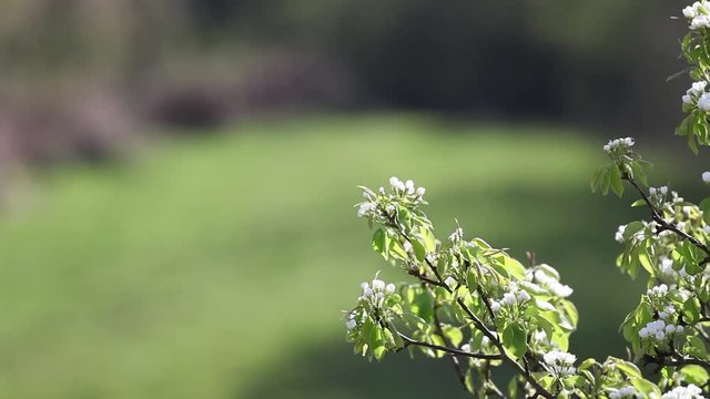 Peral en flor con sonido de p&aacute;jaros de fondo