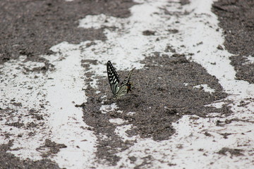 butterfly