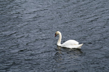 Solitary swan floats on the lake