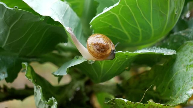 Small snail crawl on vegetable leaves in the  rain drop time.