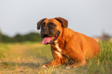 portrait of a boxer dog