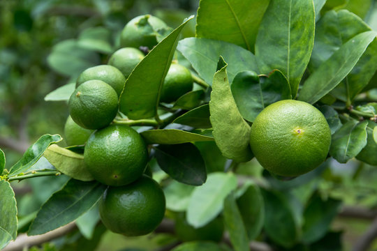 Green limes with branch in the garden