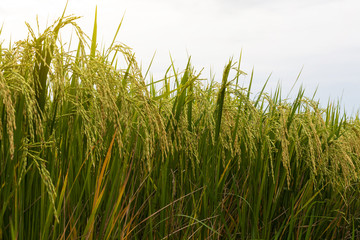Close-up view low rice field.