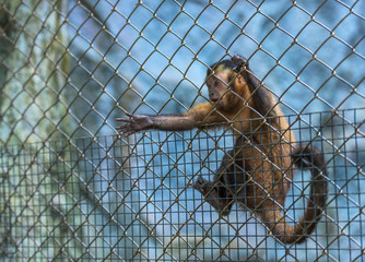 The monkey was kept in a cage that was submitted a hand out for help.animal monkey.animal monkey.