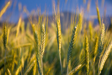 Wheat field in the sunset