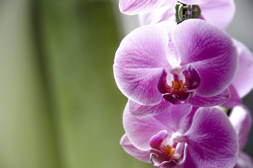 Closeup of orchid flowers , green background 