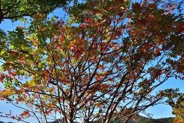 光を浴びる色づき始めの木