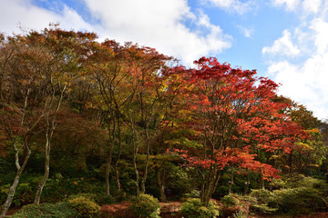 11月の六甲山の遊歩道(2016年11月)