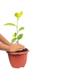 Plant a tree.Symbol of spring and ecology concept , World Environment Day Concept,isolated on white background.