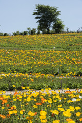 アイスランドポピーの花畑