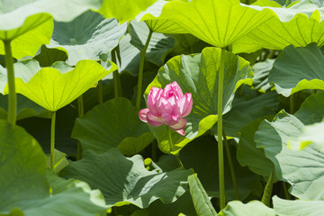 ハスの花／　2017/07/05上野の不忍池。ハスの花がもうすぐ満開。