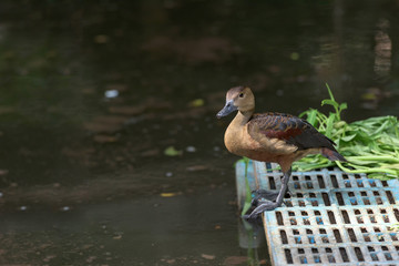 Teal reared in zoos.