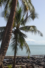 Palmiers des Îles du Salut