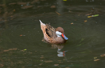 Teal reared in zoos.