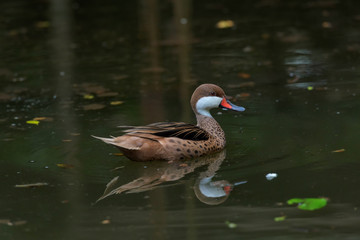 Teal reared in zoos.