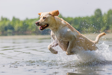 labrador dog runs through the water