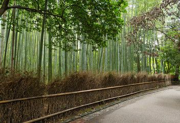 Bamboo forest in Kyoto