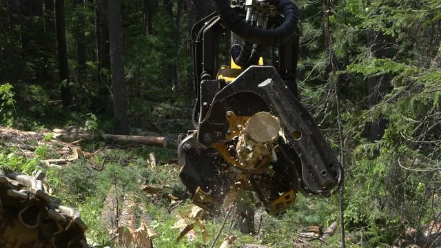 Mechanical arm cuts a freshly chopped tree trunk in a forest