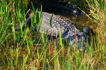 alligator