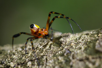Image of an opadometa fastigata spiders(Pear-Shaped Leucauge) on the timber. Insect Animal.