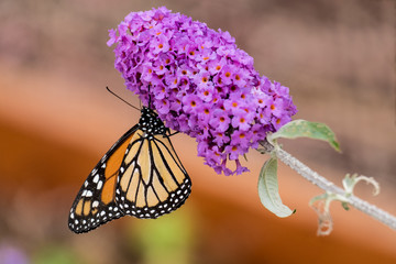 Monarch and Lilac