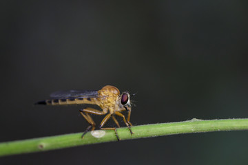 Image of an robber fly(Asilidae) on a branch on the natural background. Insect Animal
