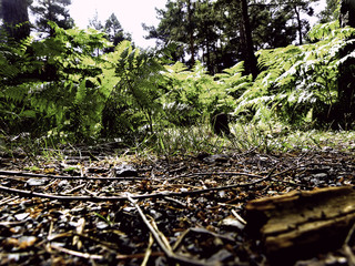 grounds in the wood (HDR)