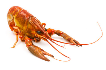 Boiled Crayfish or Freshwater lobster on a white background.