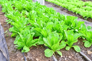Fresh Lettuce Growing in an Organic Farm in Thailand