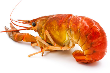 Boiled Crayfish or Freshwater lobster on a white background.