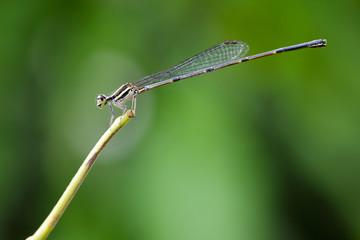 Image of black threadtail dragonfly (Female) (Prodasineura autumnalis) on nature background. Insect Animal