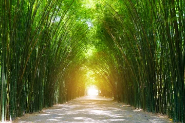 Gordijnen Tunnelbamboeboom met zonlicht. © ronnarong