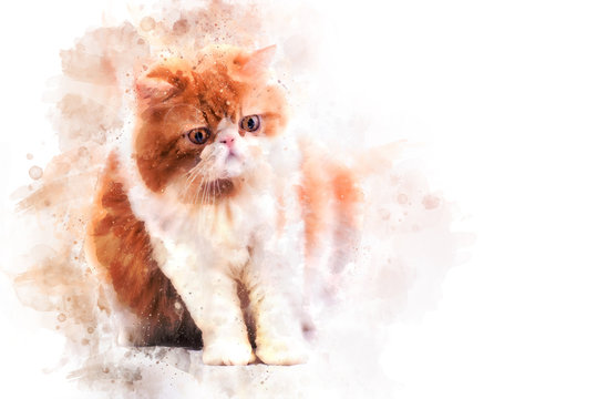 Persian Cat On White Background Water Color Filter,