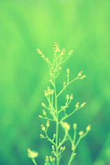 Soft focus Green Grass Flower  abstarct spring ,nature background