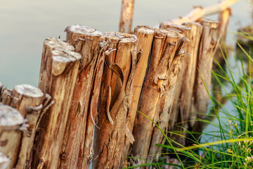 Row of timber in the edge of lagoon
