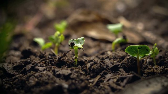 Seed time lapse of plant growing on the forest floor.  