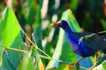 american purple gallinule