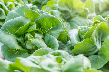 organic vegetable in farm, green vegetable for good healthy