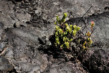 Lava lands around Mauna Kea, the Island of Hawaii 