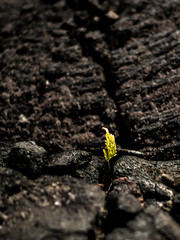Lava lands around Mauna Kea, the Island of Hawaii 